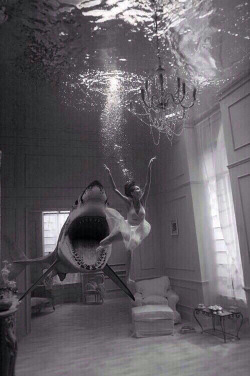 littlebarbra-inbrodway:  Shark en We Heart It - http://weheartit.com/entry/162779052