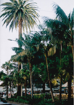 o-bloquy:  manly beach (by bbbecca)