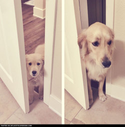 aplacetolovedogs:   The ‘hello is it me your looking for’