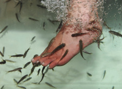 coltre:  Fish therapy - During this type of therapy, individuals