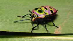 sinobug:  Shield-backed Jewel Bug (perhaps Poecilocoris sp.,