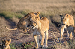 funnywildlife:    Lion cub jumping on mother’s head, Masai