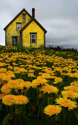 nursewithamnesia:  Abandoned Yellow House in Nova Scotia. Photo