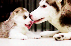 doctaaaaaaaaaaaaaaaaaaaaaaa:  MOMMY HUSKY PLAYING WITH HER BABY