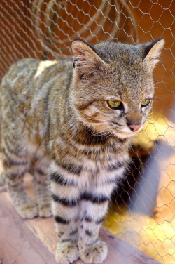 kingdom-of-the-cats:  A wild Andean Cat - they are slightly larger