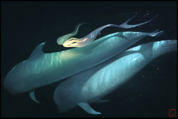 deviantart:  “The existence of 52–Hertz Whale is heart-wrenching,