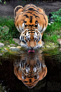 jaws-and-claws:  Mirroring by brijome