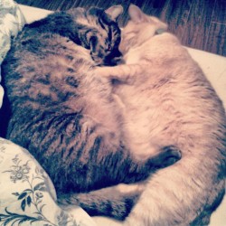 clairemethot:  Thats true love @nicaudet #catsofinstagram #catnap