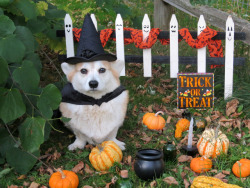 scampthecorgi: Witchy Scampy.