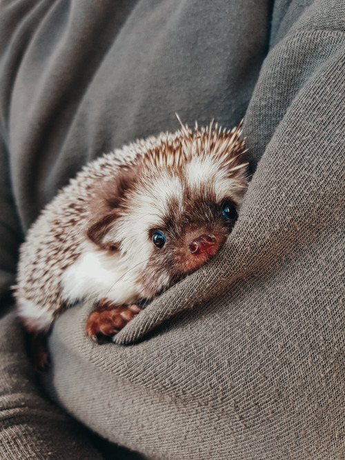 Hedgehogs of Asgard