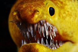 filecity:  fabulouspartyhat:  strangebiology:  bogleech:  bogmud: fangtooth moray photos by Sacha Lobenstein Moray eels have fake looking CG teeth  they also have a second set of jaws (via Tyler’s Aquarium on Youtube)  The second jaw on the inside is