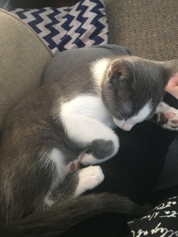 daniqueeninabox:  My brother’s kittens Coffee and Mug