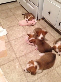 corgi-addict:  I tried to walk away and walked right out of my