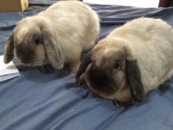 blunderbunn:  poppyandmonty:  Just buns.  These two look like