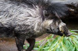 animaltoday:  Vasayan Warty Pig (Sus cebifrons)  These are small