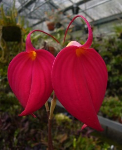 orchid-a-day: Masdevallia coccinea (red) Syn.: Masdevallia denisonii;