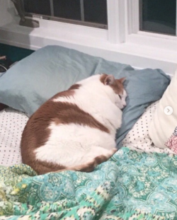 justcatposts:  Some of the thiccest cats. Enjoy