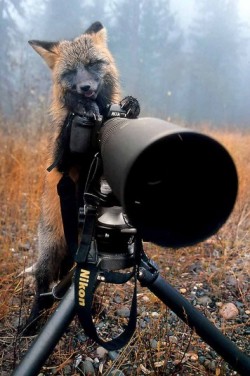 allcreatures:   A fox turns the tables on photographer Michaela