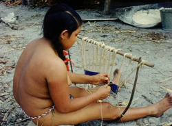   Guyanese weaver, from David Attenborough’s Zoo Quest