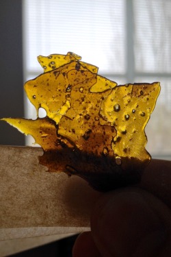 medicinalonly:  Fat Slab 🍯