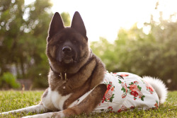 handsomedogs:  Sozin the Akita enjoying a spring day in a new