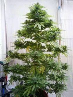 reddlr-trees:  Christmas Tree   GREENERY