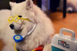 1-800-hair-nest:  doctor dog will see you now 