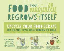 truebluemeandyou:16 Foods That Regrow Themselves Infographic