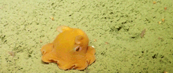 bagginshield:  Shy Dumbo octopus hides itself within its own