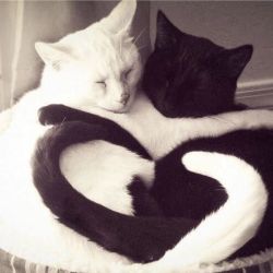 check out these kittensthey r in love