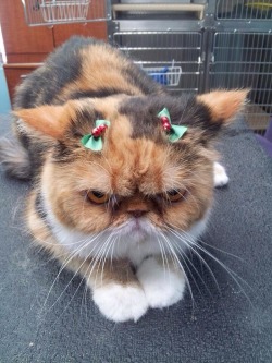 awwww-cute:  beautiful cat ready for Merry Christmas