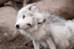 phototoartguy:  “ Confused Cutie with Heterochromatic Eyes