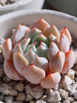 markunsan: Echeveria  “NOBARANOSEI”  ( E,Alienor )