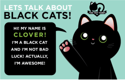 thetinytabby:  It’s October! Black cats are often associated