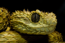 about-a-corn:  xgespentsx:  Atheris hispida is a venomous viper