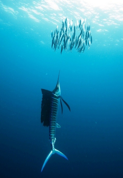 Deadly stealth (a Sailfish approaches a school of baitfish)