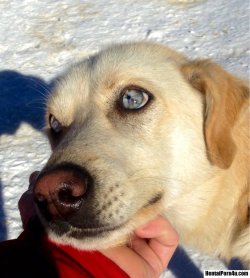 HentaiPorn4u.com Pic- I found this dog while skiing in Colorado.