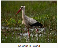 uirus:  i finally know what adults in poland look like. thanks