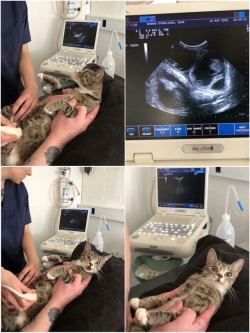 catstextposts:Took my cat to the vet yesterday told the bish