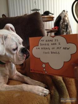 dogshaming:  Goat Bowls for Boozie  My name is Boozie and I