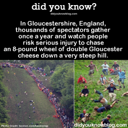 did-you-kno:   Cheese Rolling at Cooper’s Hill, a centuries-old