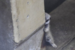 boredpanda:   Japanese Photographer Captures A Shy-At-First Baby
