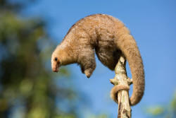 slutforblood:  sariwabuko:  cool-critters:  Silky anteater (Cyclopes
