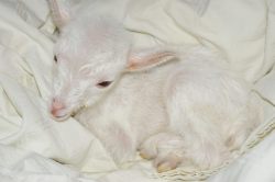 babygoatsandfriends: little angel Rolling Meadows Orchard and