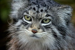 astronomy-to-zoology:  Pallas’s Cat (Octocolobus manul) Also