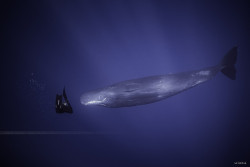 lifeunderthewaves:  Sperm Whale - Mauritius. by seb974 Underwater
