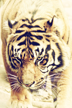 earthandanimals:  Sumatran Tiger by Michael Deneau      