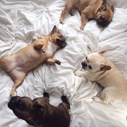 burritogains:  my kind of bed  Puppies ☺️