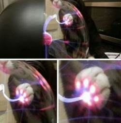 funnypicturesposts:This is what happens when a cat toutches a