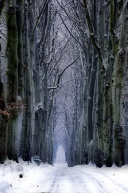 bluepueblo:  Snow Forest, Czech Republic photo via retirement